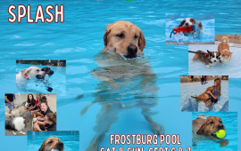 DogSplash2025