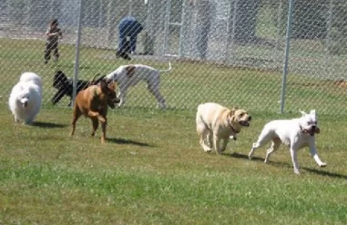 Dogs running at Calhoun park