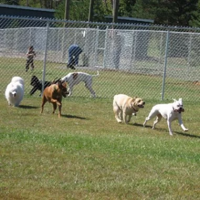 Dogs running at Calhoun park