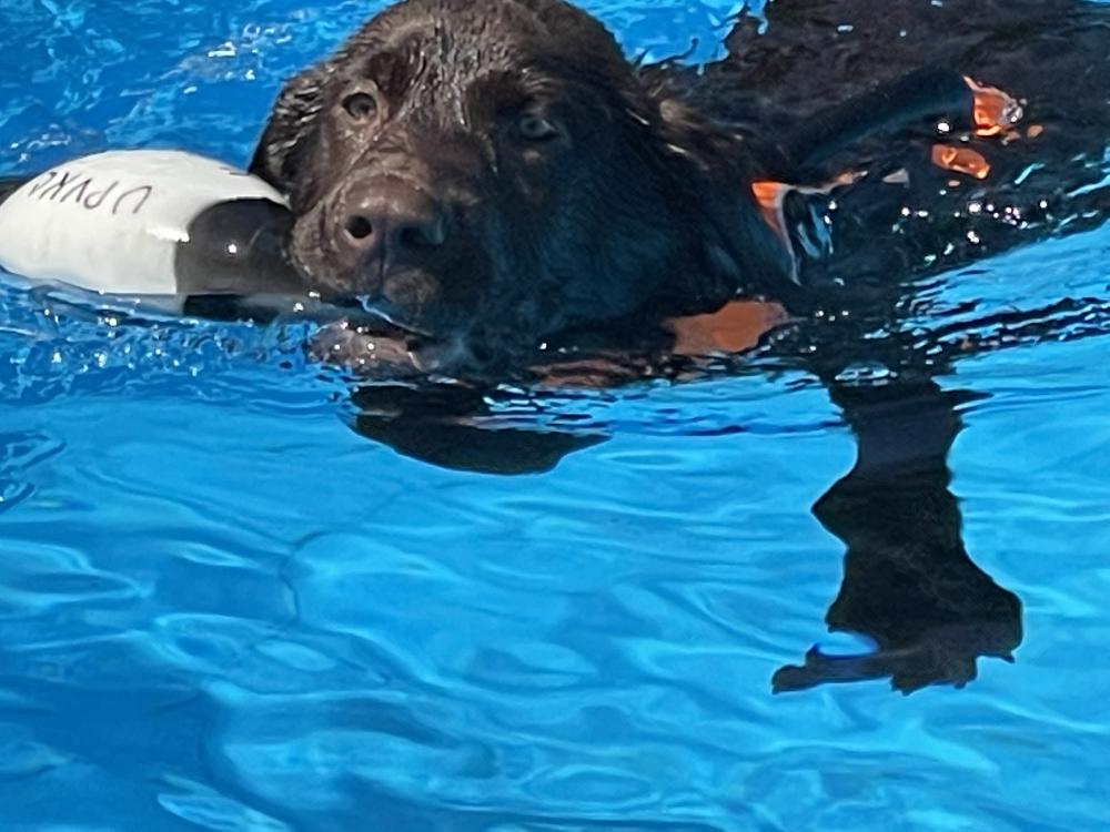 Frostburg Dog Splash Frostburg Maryland